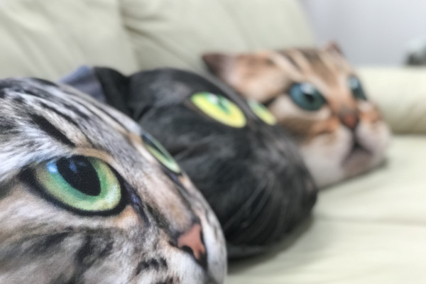 Operation Pussycat, image 2